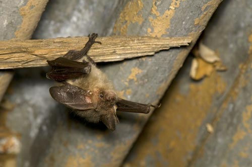 brown bat on tree