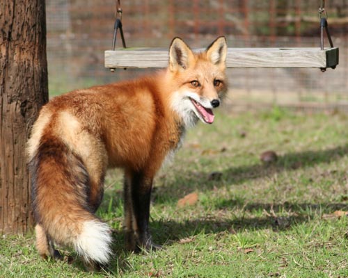 fox near swing