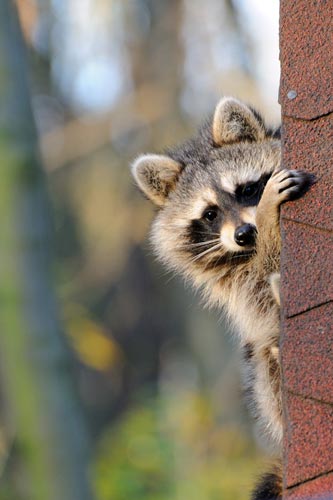 Raccoon climbing home